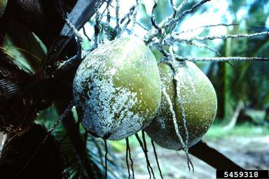coconut scale on nut